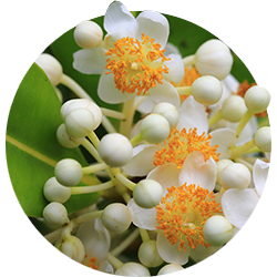 Image of the Tamanu flower